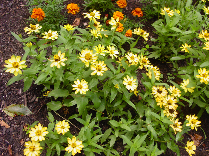 Zinnia Profusion yellow